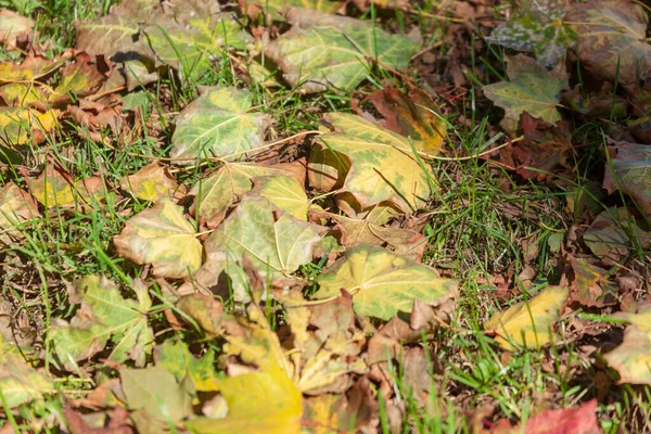 Parktaki Güzel Sonbahar Sarı Yaprakları — Stok fotoğraf