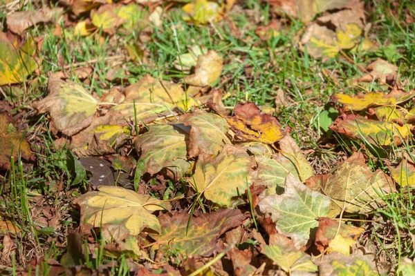 Prachtige Herfst Gele Bladeren Van Bomen Het Park — Stockfoto