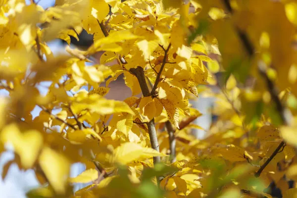 Φθινοπωρινά Κίτρινα Φύλλα Φουντουκιού Φουντουκιού Ένα Δέντρο Στον Κήπο — Φωτογραφία Αρχείου