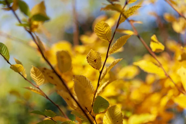 Осінній Жовтий Лісовий Горіх Або Листя Ліщини Дереві Саду — стокове фото