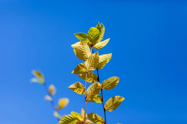 Podzimní Žluté Lískové Oříšky Nebo Lískové Listy Stromě Zahradě — Stock fotografie