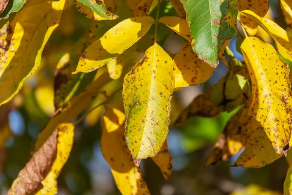 Gelb Grüne Blätter Einer Walnuss Garten — Stockfoto