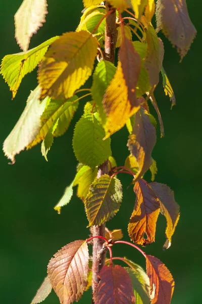 Vackra Höstgula Löv Träd Parken — Stockfoto