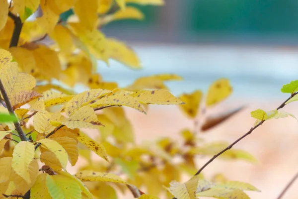 Krásné Podzimní Žluté Listy Stromů Parku — Stock fotografie