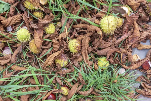 公園内の木々の美しい秋の黄色の葉 — ストック写真