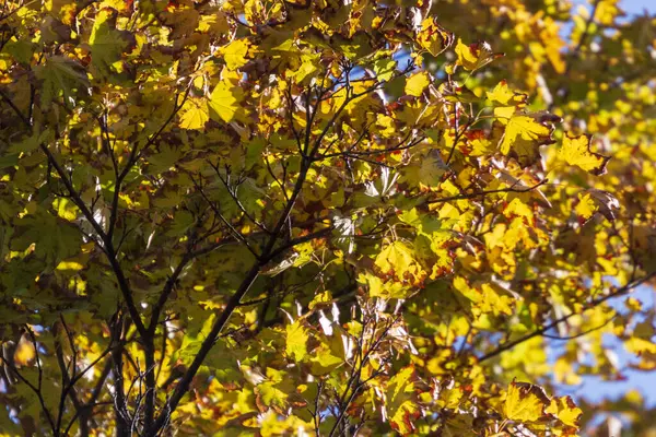 Όμορφα Φθινοπωρινά Κίτρινα Φύλλα Δέντρων Στο Πάρκο — Φωτογραφία Αρχείου