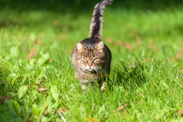 Chat Tabby Prélasse Soleil Sur Herbe Dans Jardin — Photo