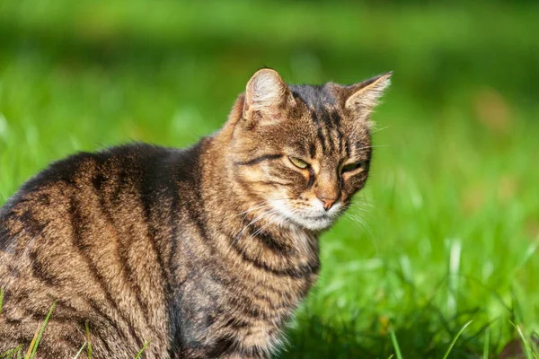 Eine Gestromte Katze Sonnt Sich Gras Garten — Stockfoto