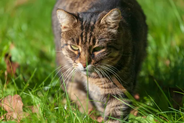 Chat Tabby Prélasse Soleil Sur Herbe Dans Jardin — Photo