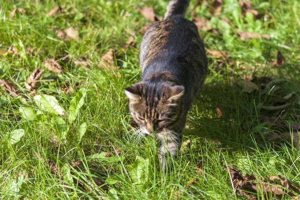 Eine Gestromte Katze Sonnt Sich Gras Garten — Stockfoto
