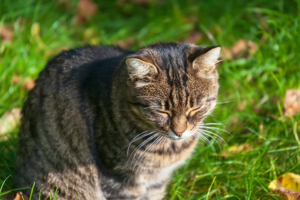Eine Gestromte Katze Sonnt Sich Gras Garten — Stockfoto