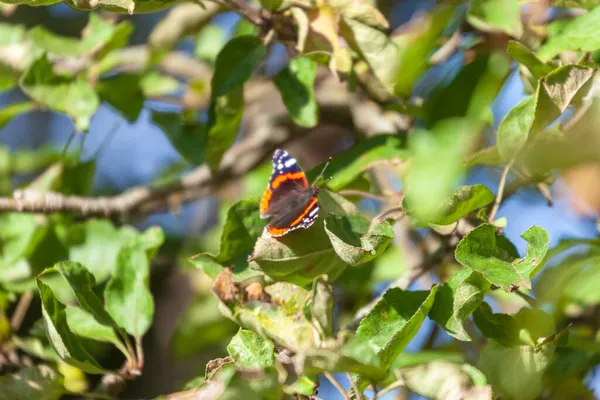 Hermosa Mariposa Amarilla Sienta Una Hoja Manzano Verde Jardín Septiembre —  Fotos de Stock