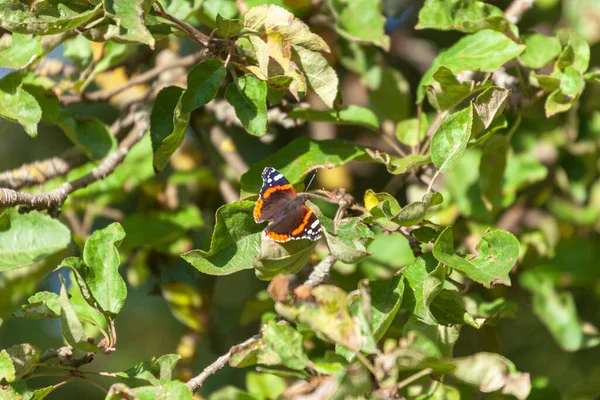 Schöner Gelber Schmetterling Sitzt September Auf Einem Grünen Apfelbaumblatt Garten — Stockfoto