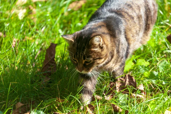 Chat Tabby Prélasse Soleil Sur Herbe Dans Jardin — Photo