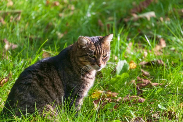 Chat Tabby Prélasse Soleil Sur Herbe Dans Jardin — Photo