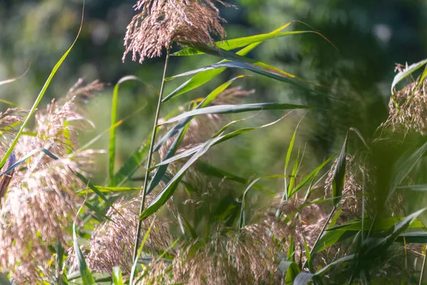 9月の公園内の川の緑の葦 — ストック写真