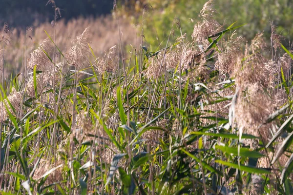 Canne Verdi Nel Fiume Nel Parco Settembre — Foto Stock