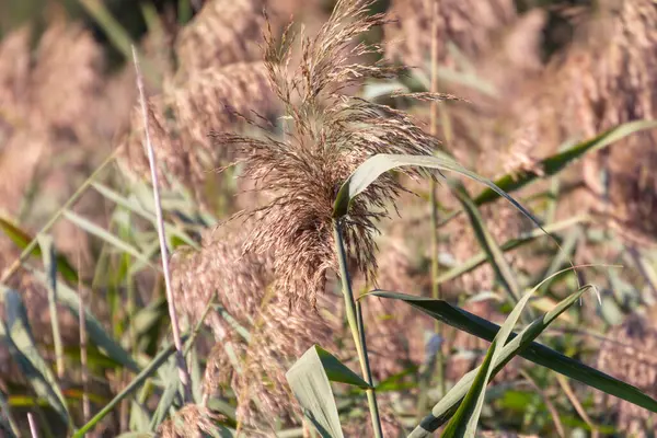 Canne Verdi Nel Fiume Nel Parco Settembre — Foto Stock