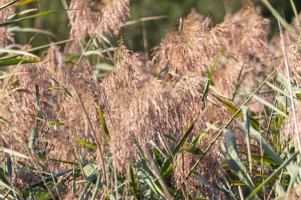 Canne Verdi Nel Fiume Nel Parco Settembre — Foto Stock