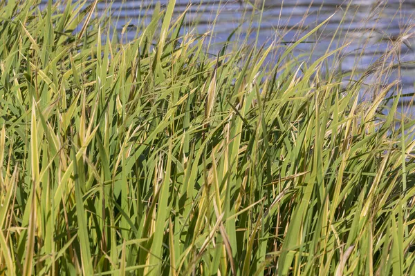 Canne Verdi Nel Fiume Nel Parco Settembre — Foto Stock