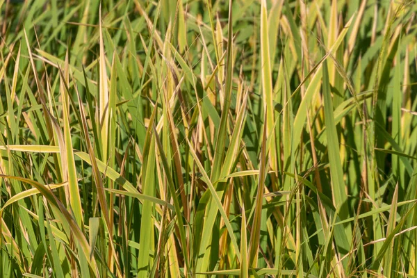 Cañas Verdes Río Parque Septiembre — Foto de Stock