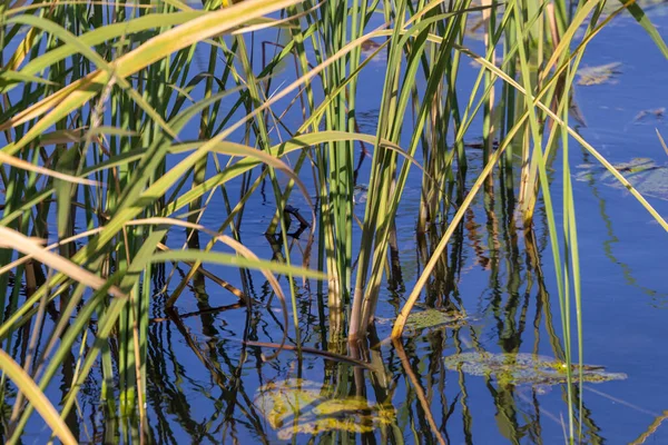 Roseaux Verts Dans Rivière Dans Parc Septembre — Photo