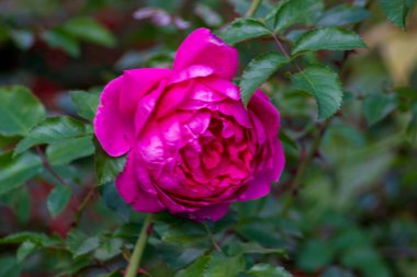 Bahçede kırmızı sonbahar çiçekleri ve eylülde yeşil yapraklar