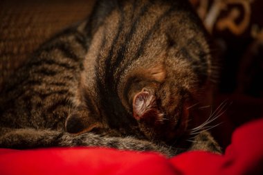 Striped pussy sitting on a chair in the room
