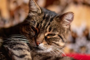 Striped pussy sitting on a chair in the room