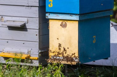 Arılar arı kovanının yakınında uçar.