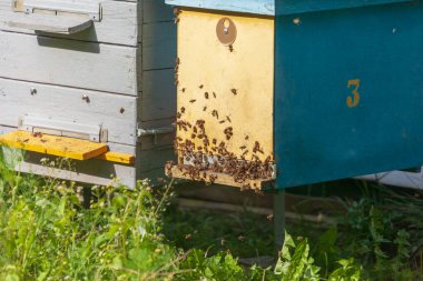 Arılar arı kovanının yakınında uçar.