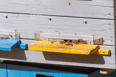 Arılar arı kovanının yakınında uçar.