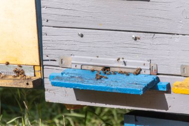 Arılar arı kovanının yakınında uçar.