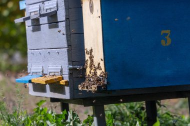 Arılar arı kovanının yakınında uçar.