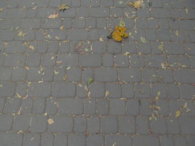 Arkaplan için asma dokusu