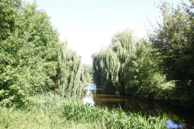 Ağustosta parkta ağaçlar ve yeşil yapraklar