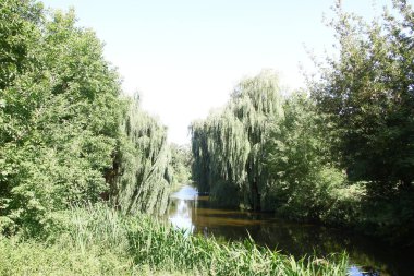 Ağustosta parkta ağaçlar ve yeşil yapraklar