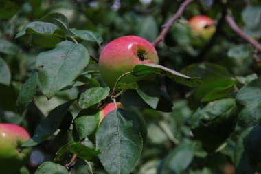 Ağustosta ağaçta kırmızı-yeşil elma
