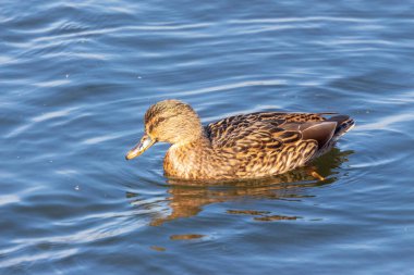 Eylül 'de yaban ördeği gölette yüzer