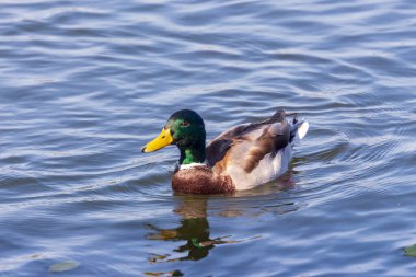 Eylül 'de yaban ördeği gölette yüzer