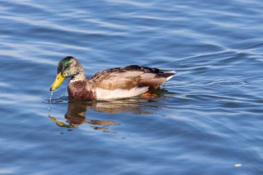 Eylül 'de yaban ördeği gölette yüzer