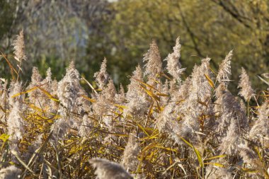 Güzel sarı sonbahar sazları Ekimde nehir kenarında