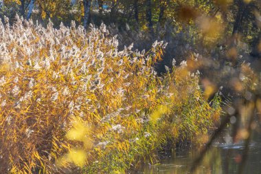 Güzel sarı sonbahar sazları Ekimde nehir kenarında