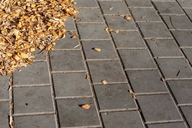 Ekim ayında parkta güzel sarı sonbahar yaprakları