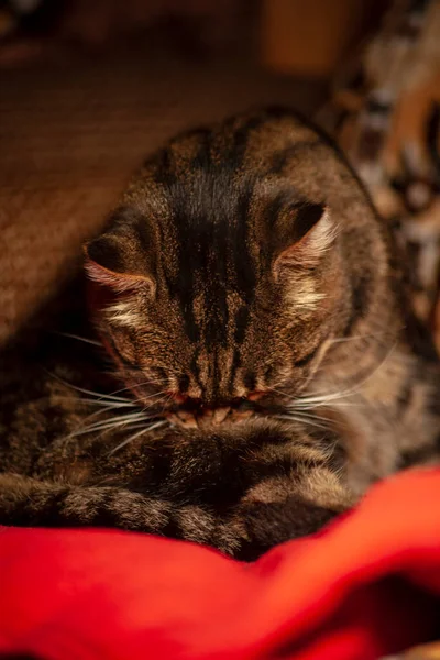 Striped Pussy Sitting Chair Room — Stock Photo, Image