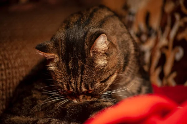 Striped Pussy Sitting Chair Room — Stock Photo, Image