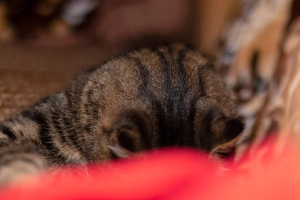 Striped Pussy Sitting Chair Room — Stock Photo, Image