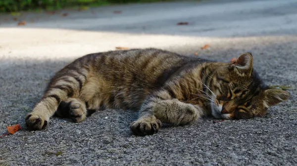 Die Katze Schläft Auf Dem Asphalt Neben Dem Garten Auf — Stockfoto