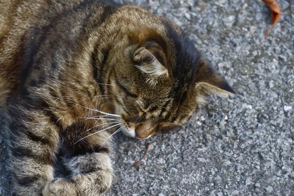 Gato Duerme Asfalto Cerca Del Jardín Granja — Foto de Stock