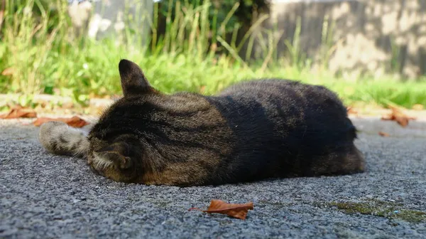 Cat Sleeps Asphalt Garden Farm — Stock Photo, Image